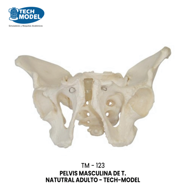 TM-123 TM-123 Adult Male Pelvis