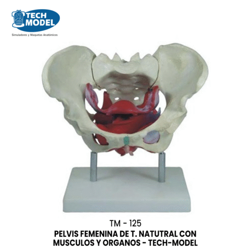 TM-125 Female Pelvic Muscles and Organs
