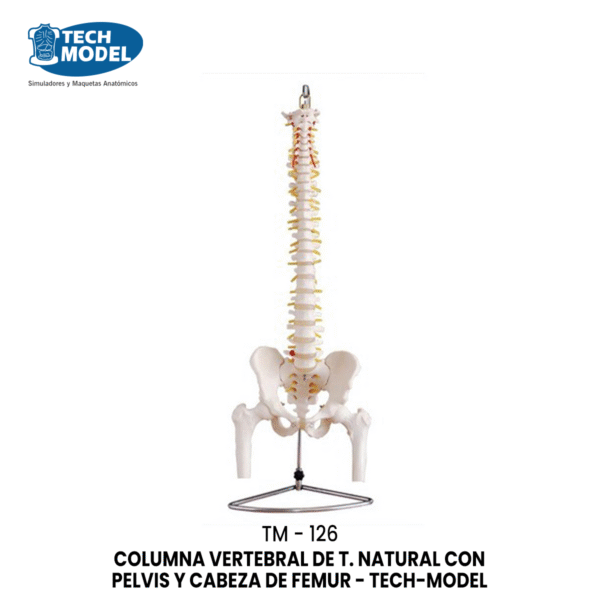 TM-126 TM-126 Life-Size Vertebral Column with Pelvis and Femur Heads