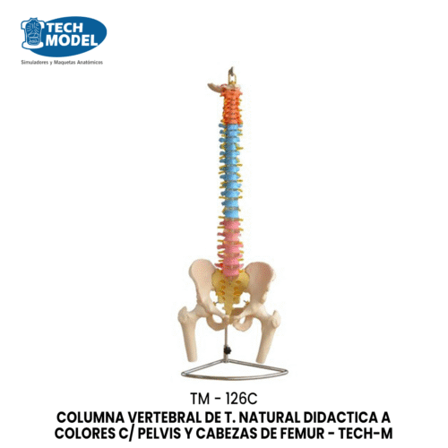 TM-126C Didactic Vertebral Column with Pelvis and Femur