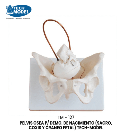 TM-127 Birth Demonstration Model