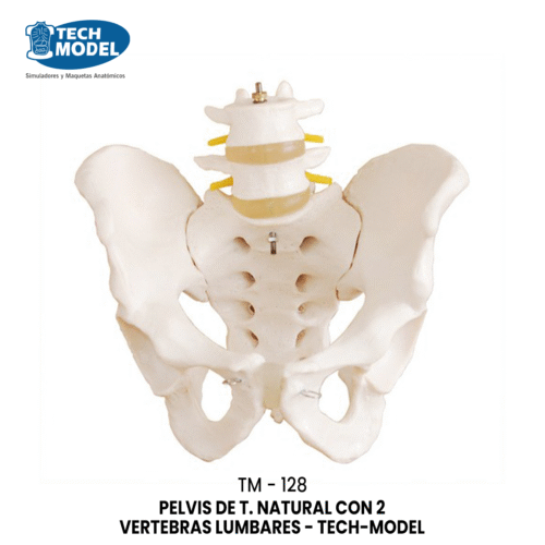 TM-128 Life-Size Pelvis with 2pcs Lumbar Vertebrae