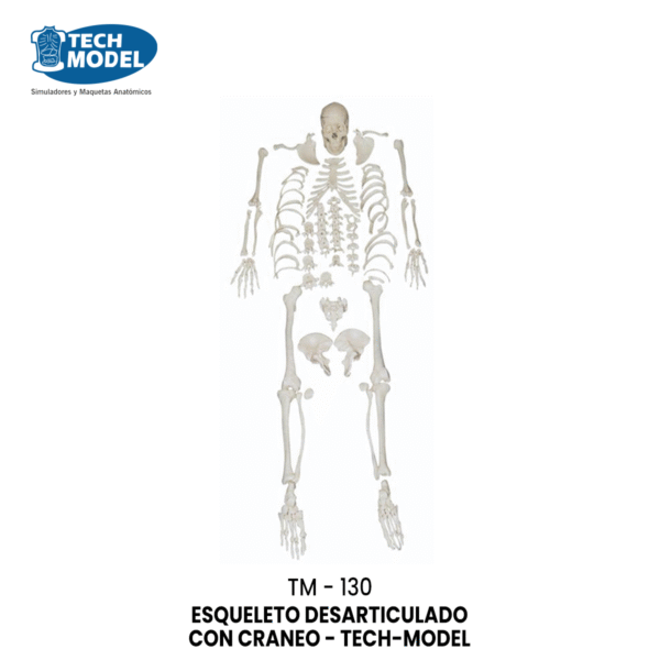 TM-130 Disarticulated Skeleton with Skull