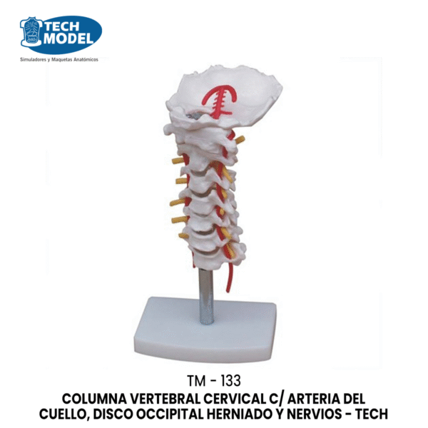 TM-133 Cervical Vertebral Column with Neck Artery