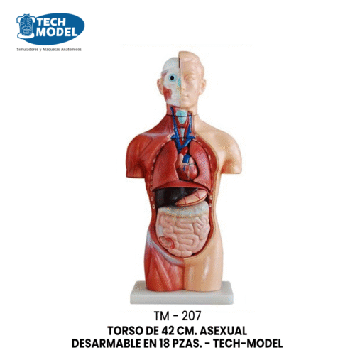 TM-207 42CM Sexless Torso 18 Part
