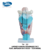 TM-301 Magnified Human Larynx Model