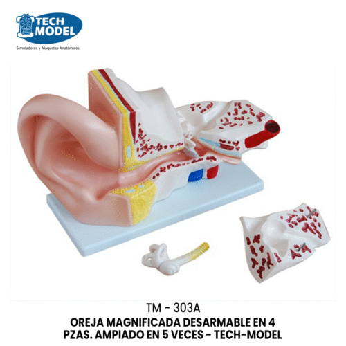 TM-303A Giant Ear Model