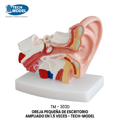 TM-303D Desktop Ear Model