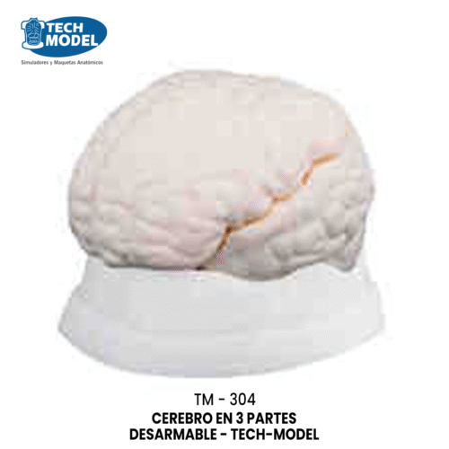 TM-304 Brain Model