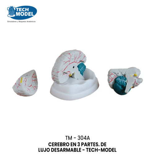 TM-304A New Style Brain Model