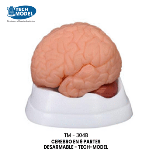 TM-304B New Style Brain Model 9