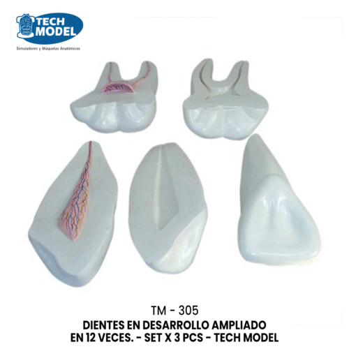 TM-305 TM-305 Expansion Model of Human Teeth