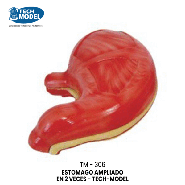 TM-306 Stomach Model