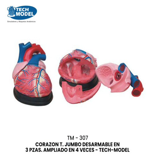 TM-307 TM-307 Jumbo Heart Model
