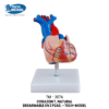 TM-307A Life-Size Heart Model