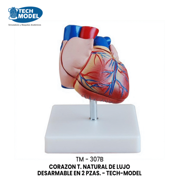 TM-307B New Style Life-Size Heart Model
