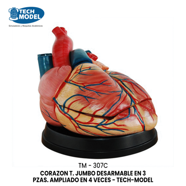 TM-307C New Style Jumbo Heart Model