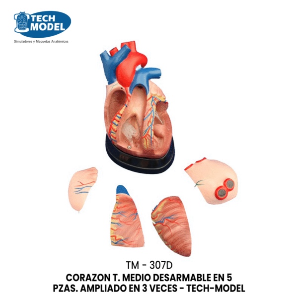 TM-307D Middle Heart Model