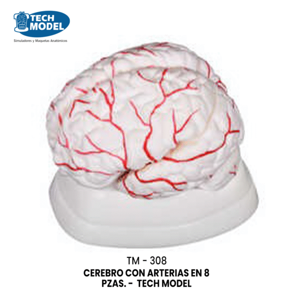 TM-308 TM-308 Brain with Arteries