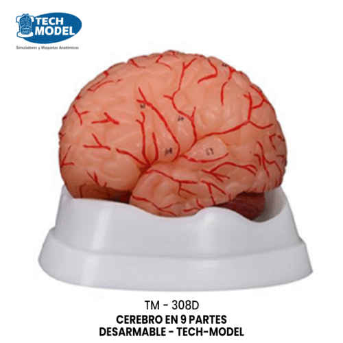 TM-308D Brain with Arteries 9 Parts