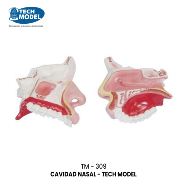 TM-309 Nasal Cavity
