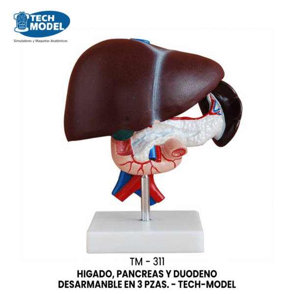 TM-311 Liver, Pancreas and Duodenum Model