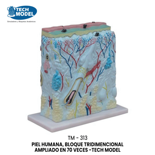 TM-313 Enlarged Skin Model
