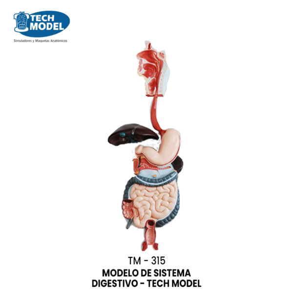 TM-315 Digestive System