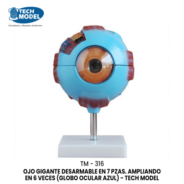 TM-316 Giant Eye Model