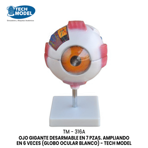 TM-316A TM-316A Giant Eye Model