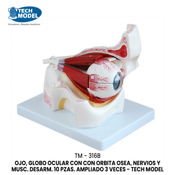 TM-316B Eye with Orbit