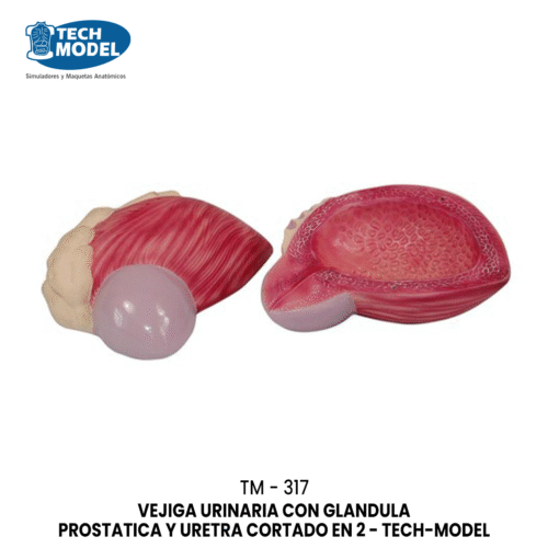 TM-317 Expansion Model of Urinary Bladder