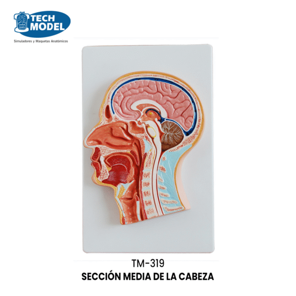 TM-319 Median Section of the Head