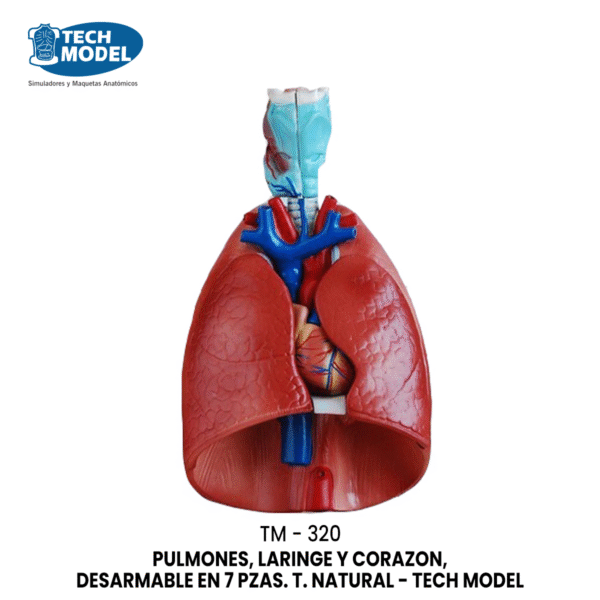 TM-320 Larynx, Heart and Lung Model