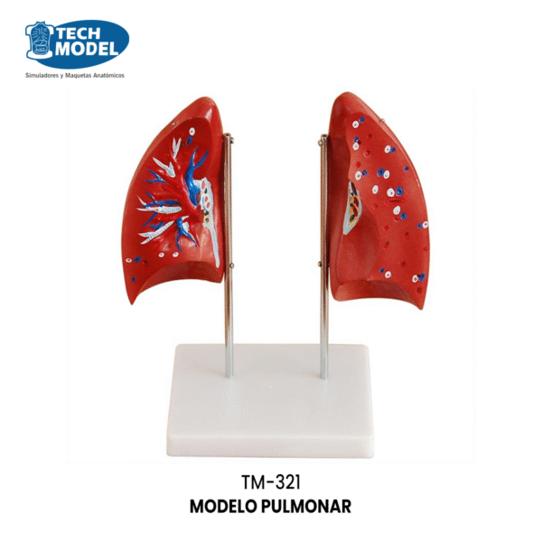 TM-321 Lung Model (4 Parts