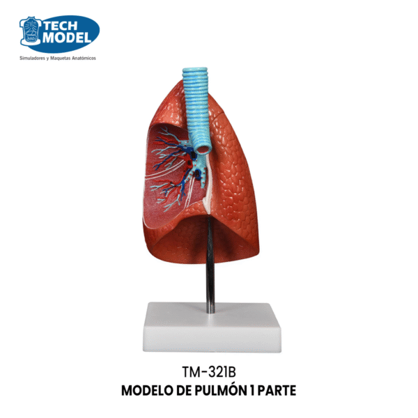 TM-321B Lung Model (1 Part)