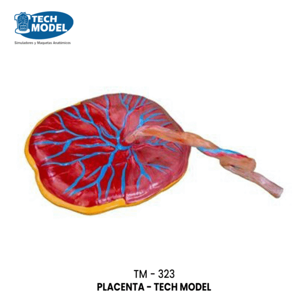 TM-323 Placenta Model