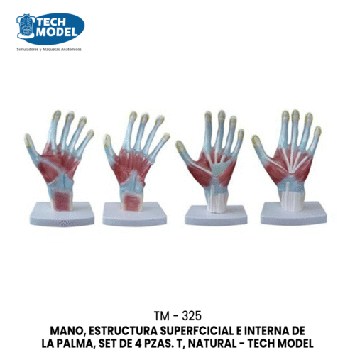 TM-325 TM-325 Palm Anatomy