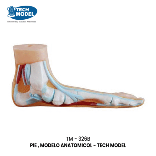 TM-326B TM-326B Foot Section Model