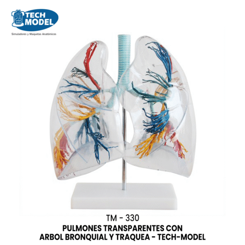 TM-330 TM-330 Model of the Transparent Lung Segment