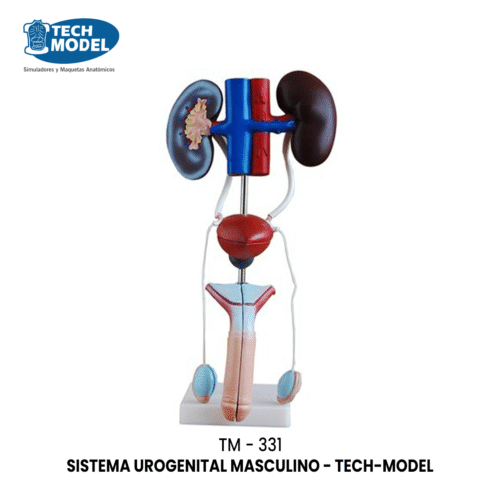 TM-331 TM-331 Male Urogenital System