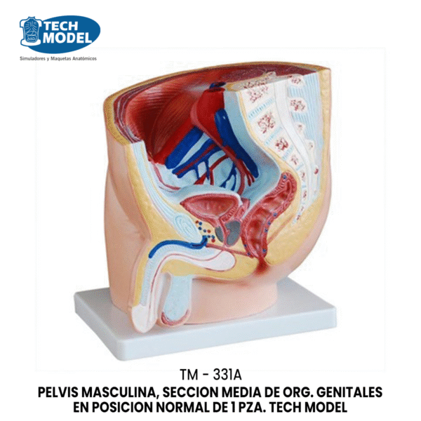 TM-331A Human Male Pelvis Section (1 part)