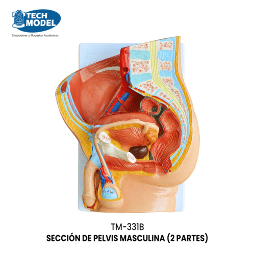 TM-331B TM-331B Human Male Pelvis Section (2 Parts)
