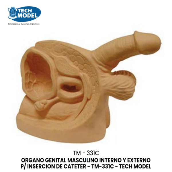 TM-331C TM-331C Advanced Male Internal & External Genital