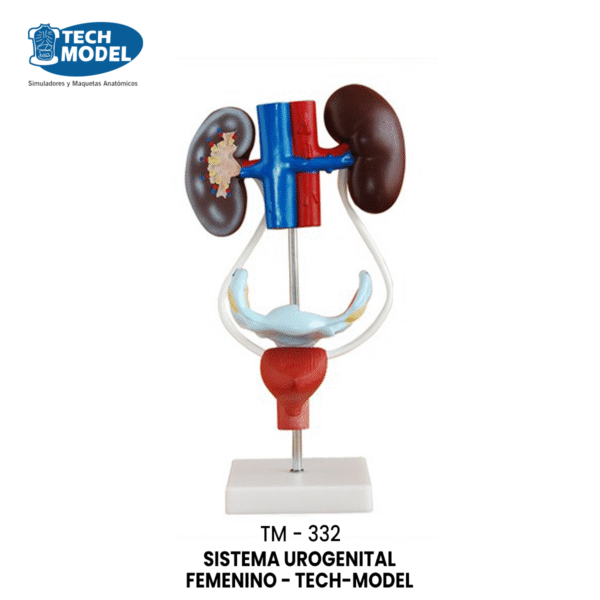 TM-332 Female Urogenital System