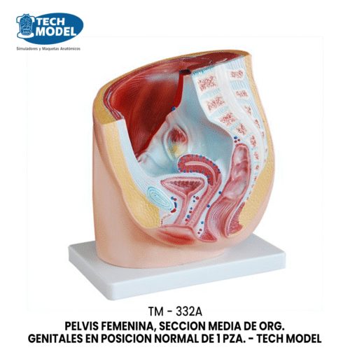 TM-332A TM-332A Human Female Pelvis Section (1 Part)
