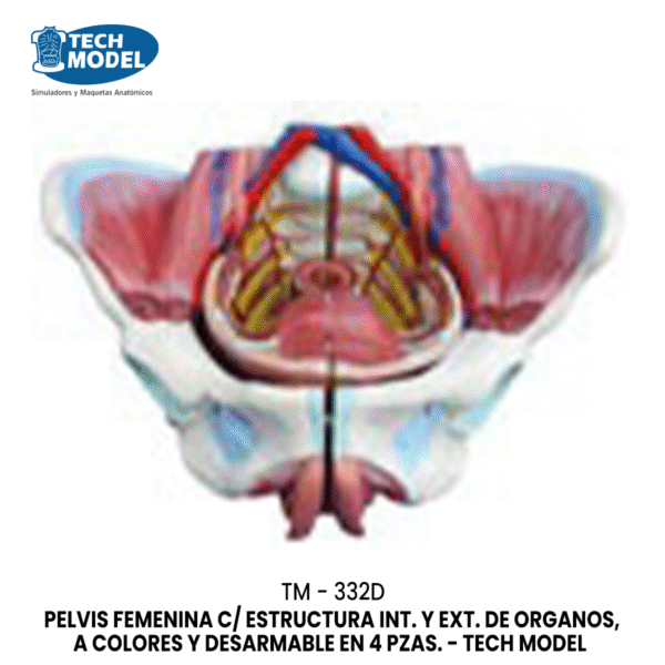 TM-332D TM-332D Female Pelvis Model