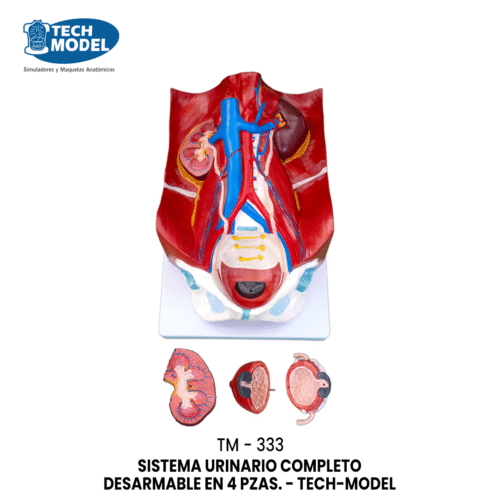 TM-333 TM-333 Urinary System Model