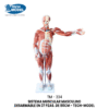 TM-334 80CM Human Muscle Model Male (27 Parts)