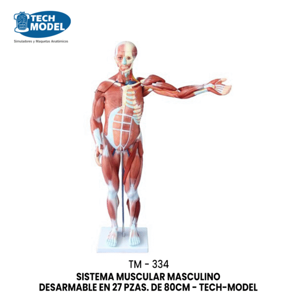 TM-334 TM-334 80CM Human Muscle Model Male (27 Parts)
